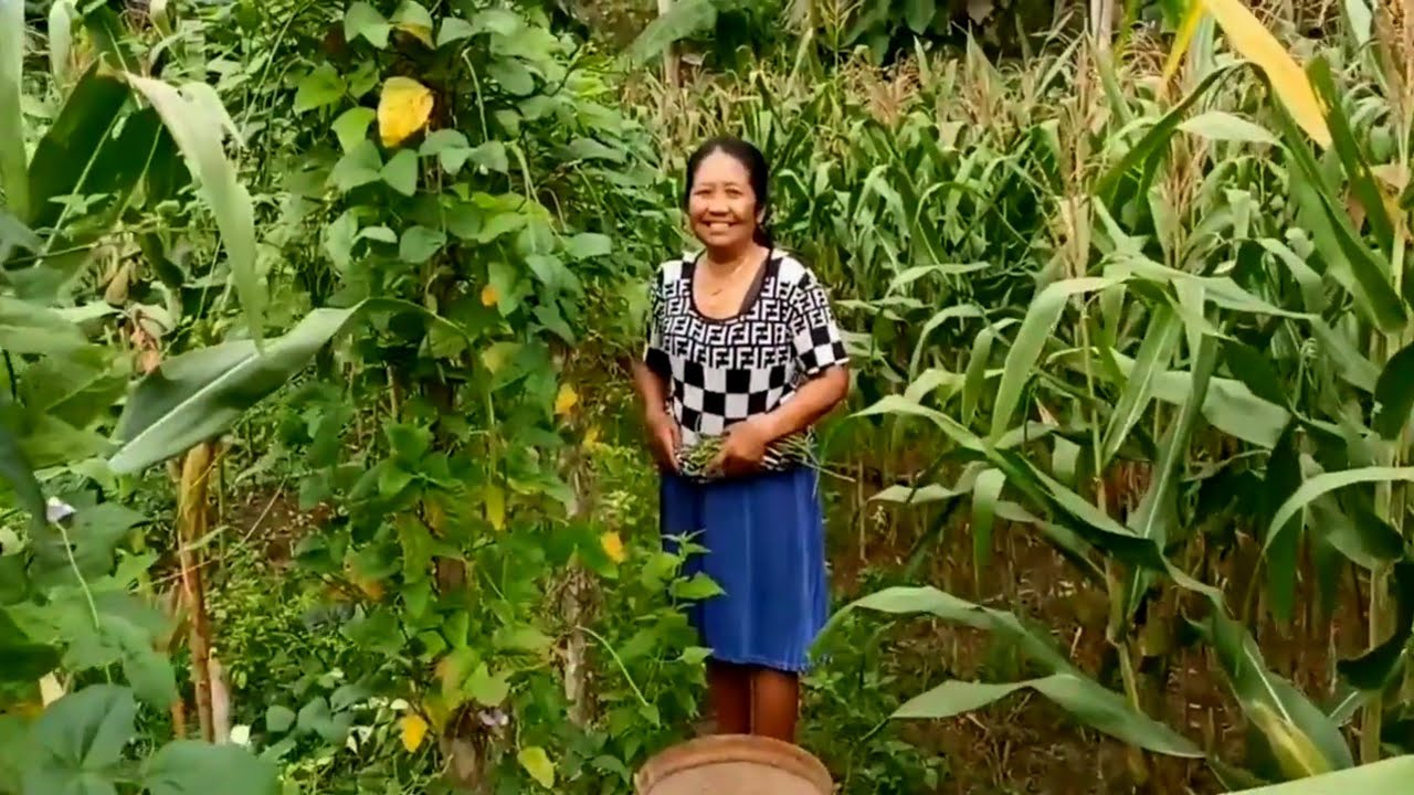 Panen kacang sriwet,kacang yang jarang orang menanamnya,hidup di desa pedalaman 