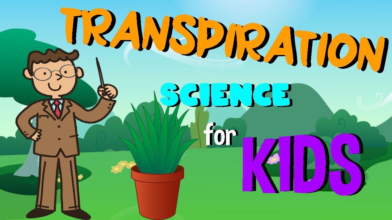 Transpiration | Water Cycle | Science for Kids