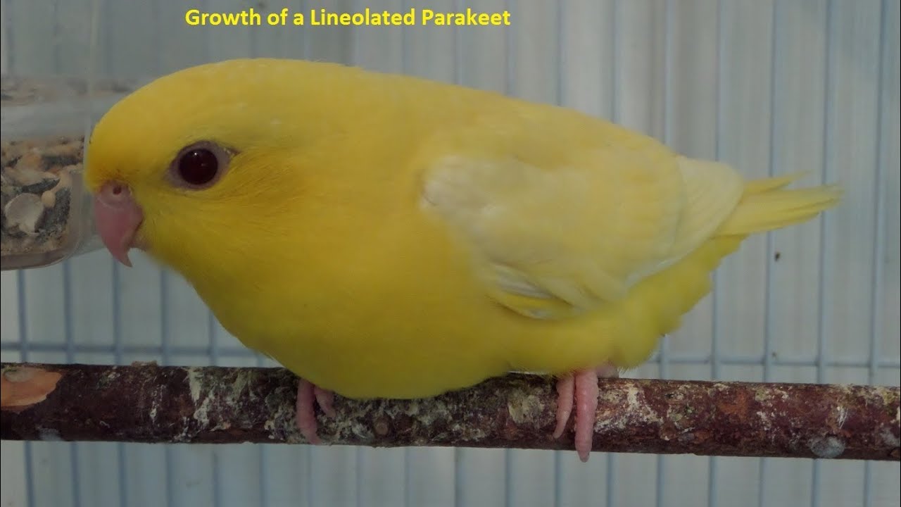 Growth of a Lutino Lineolated Parakeet