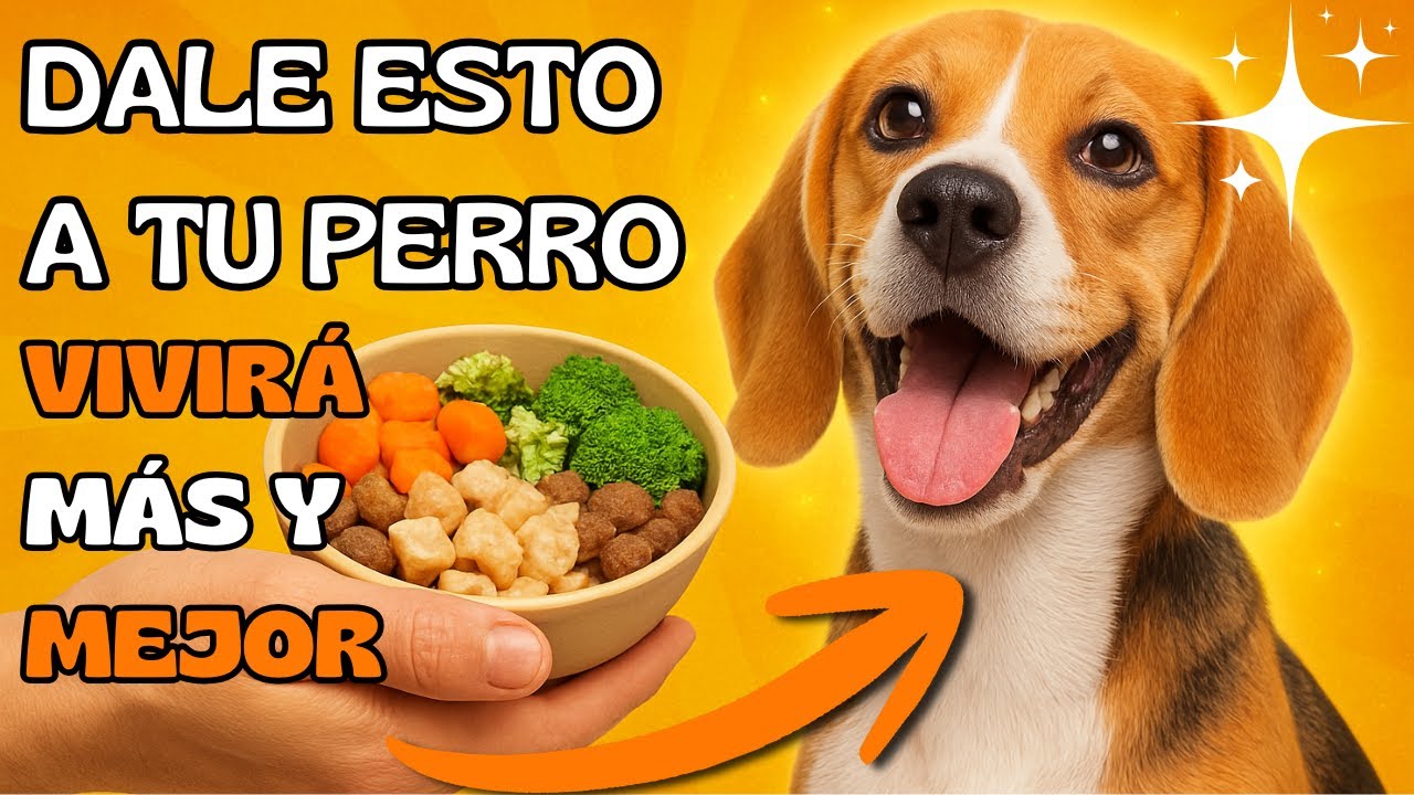 Dale ESTO a tu perro y vivirá MÁS y MEJOR 🐶✨ (comprobado)