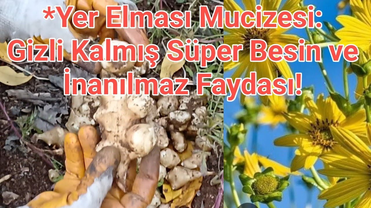 YER ELMASI MUCİZESİ (Gizli Kalmış Süper Besin)