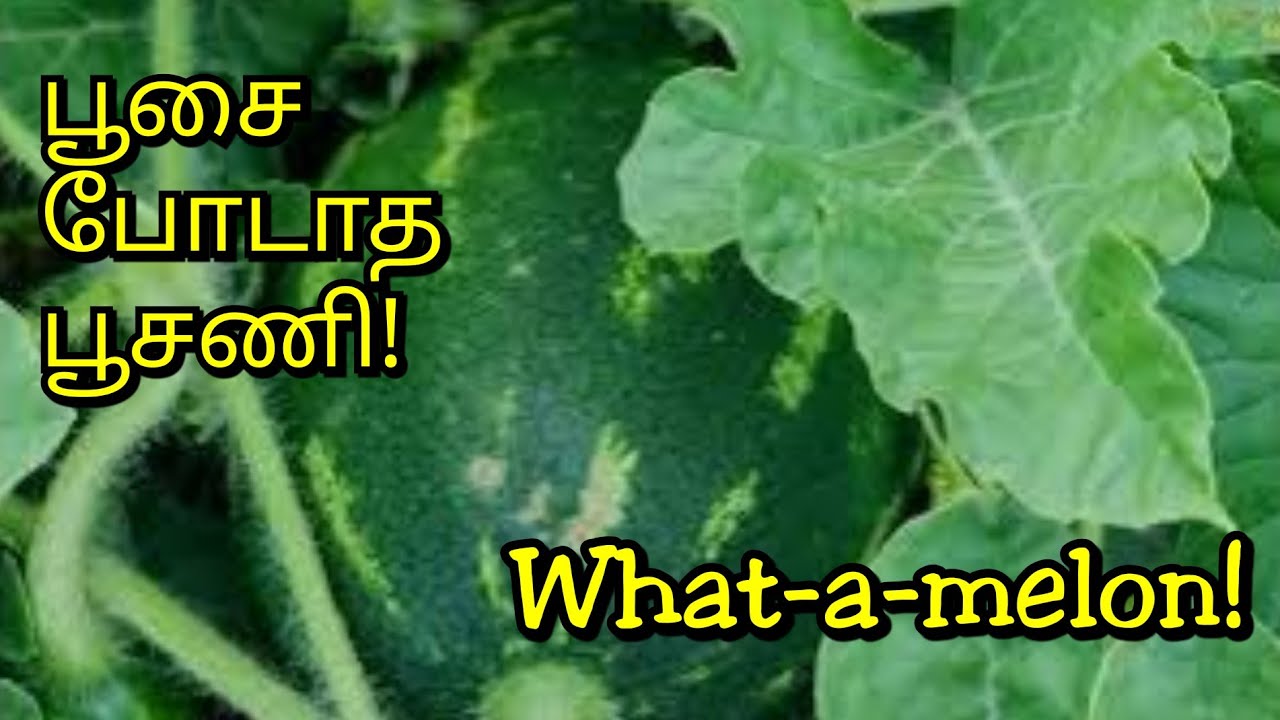Arizona Dream Garden | Growing watermelon in Arizona | அரிஸோனாவில் அற்புத தர்பூசணி