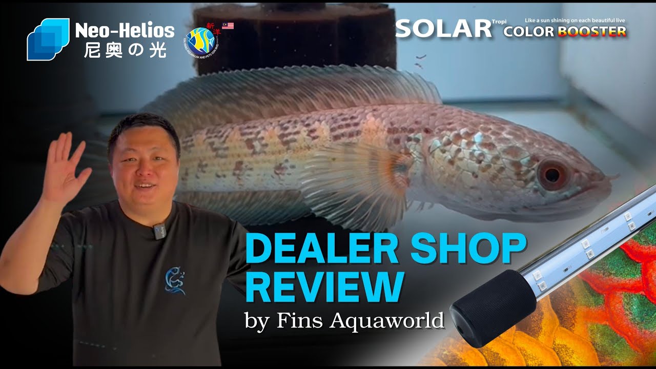 NEO HELIOS SOLAR COLOR BOOSTER REVIEW | ft. FINS AQUAWORLD