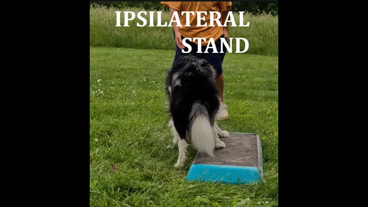 Dog Fitness Ipsilateral Stand