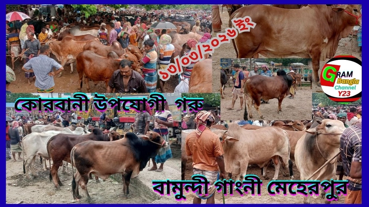 ২৬ইং কোরবানীর জন্য তৈরী এমন সব গরু ভরপুর আমদানী বামুন্দী বাজার গাংনী মেহেরপুর#cowpricein bangladesh#