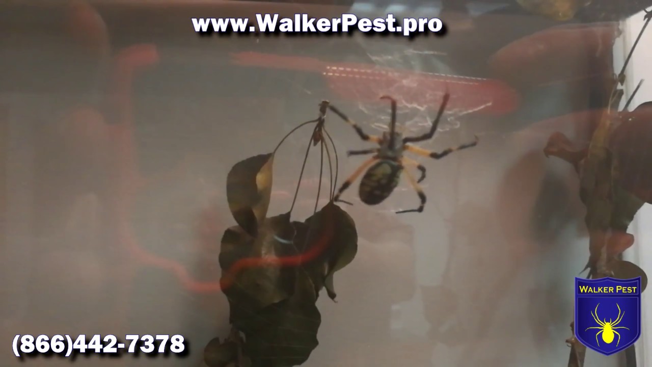 Pet Writing spider doing what they are known for - writing