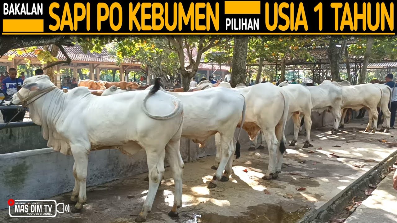 Bakalan Sapi Po Super Kebumen Pak Olan !! Bakalan Sapi Po Pilihan Usia 1 Tahun !!