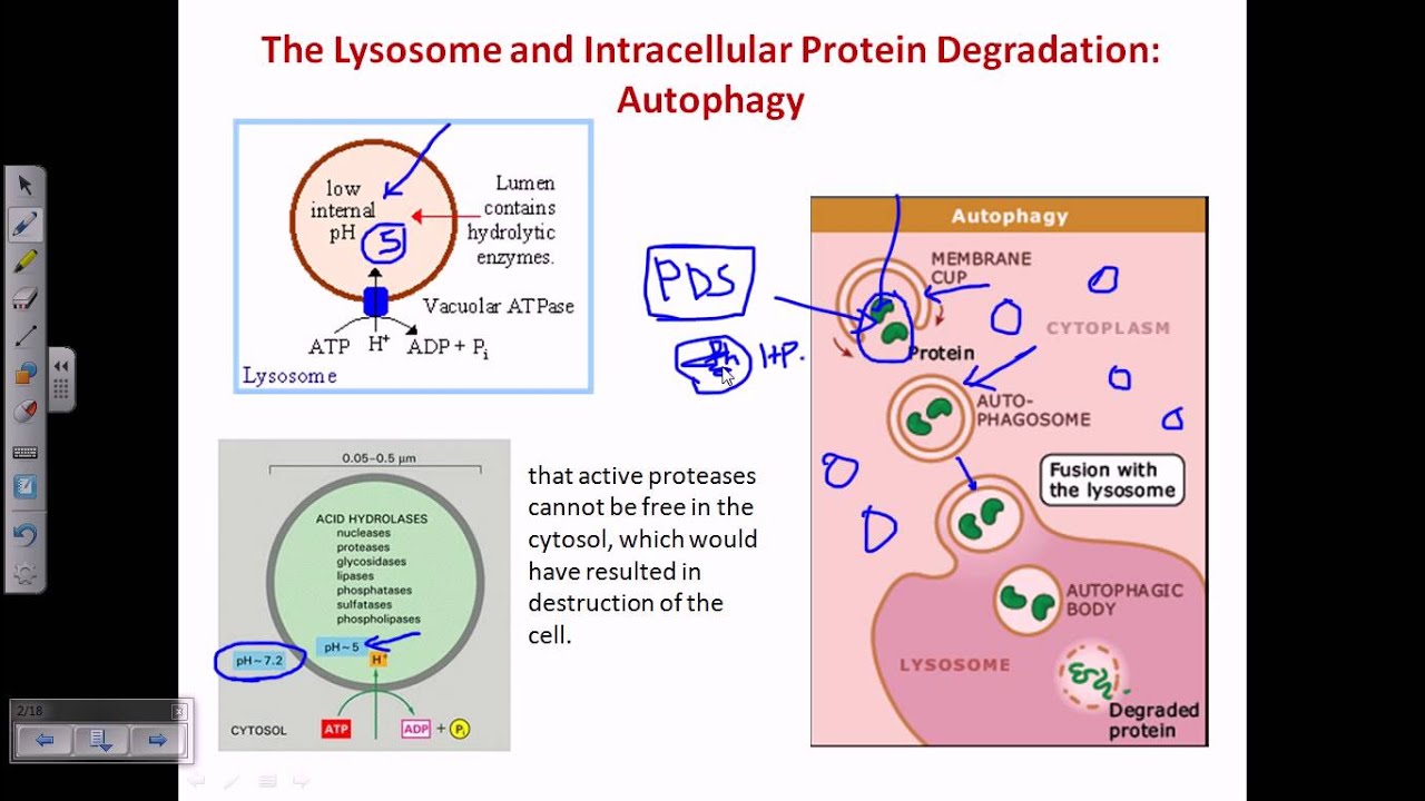 Autophagy