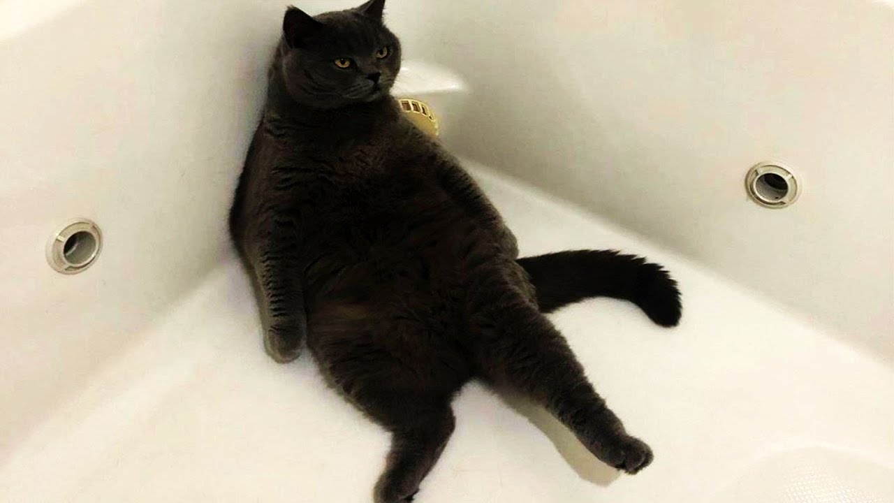 CLASSIC Dog and Cat Videos🤣😻🐶1 HOURS of FUNNY Clips 🤣2025