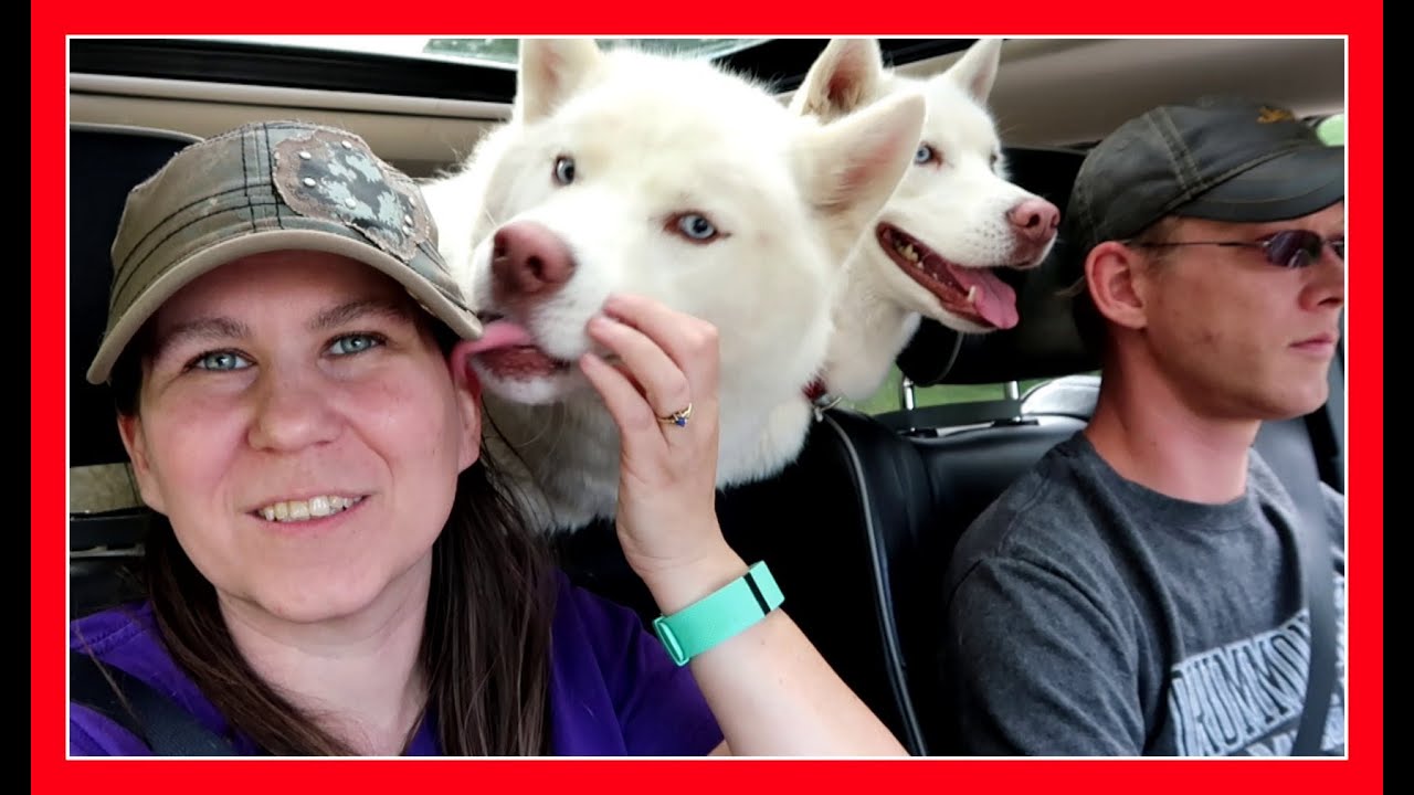 TWO SWEET HUSKIES