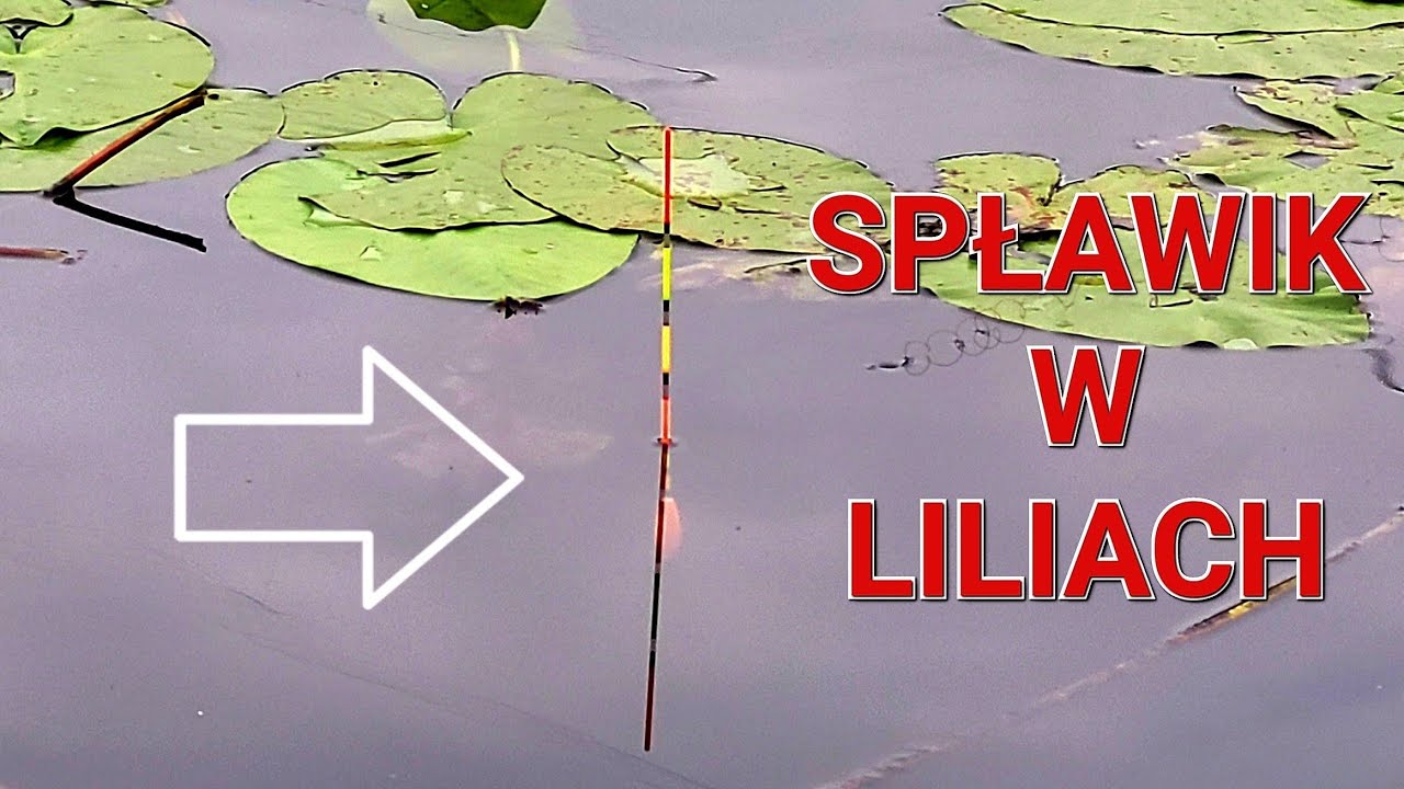 Spławik w Liliach   Wędkarstwo Spławikowe PZW
