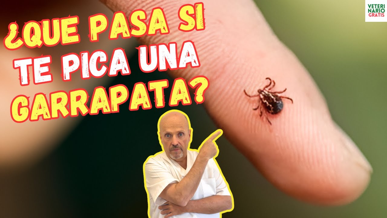 🚨¿QUE PASA SI TE PICA UNA GARRAPATA?🚨TODO LO QUE NECESITAS SABER