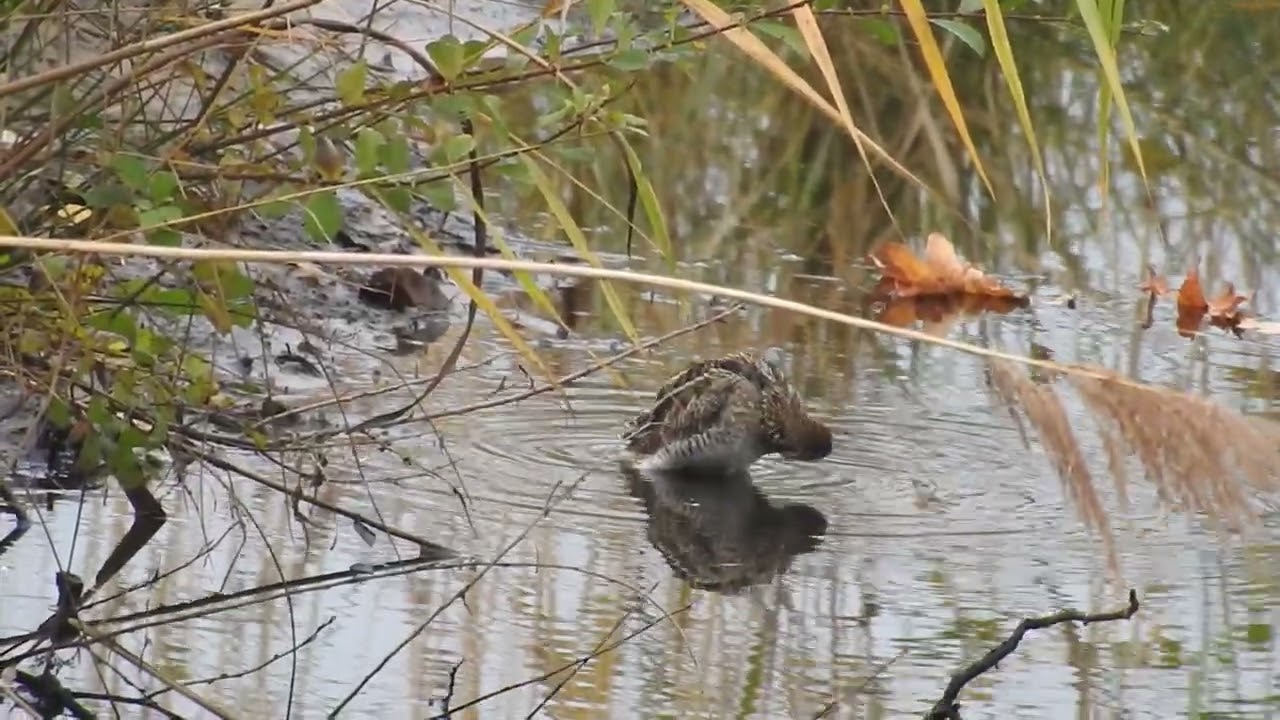 Bekassine und Eisvogel