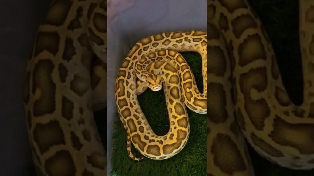 #snake #instagram #games