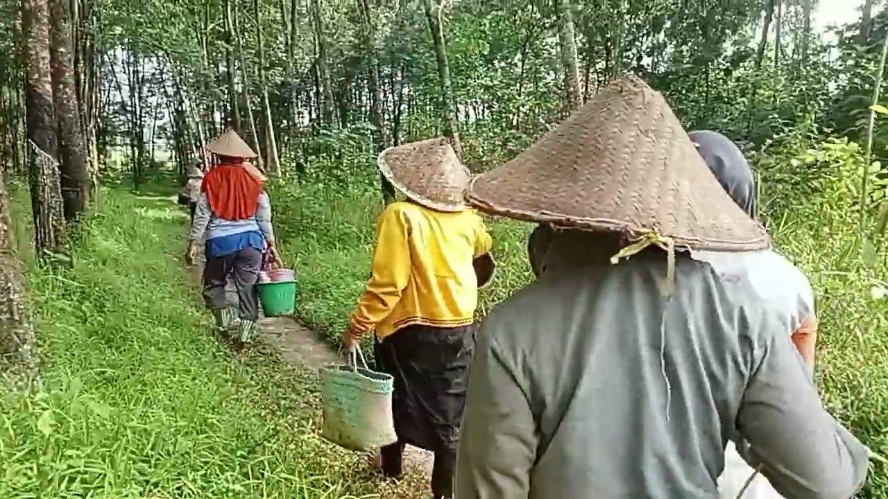 Antar kuli pindah tempat panen.Panen jagung dua tempat 