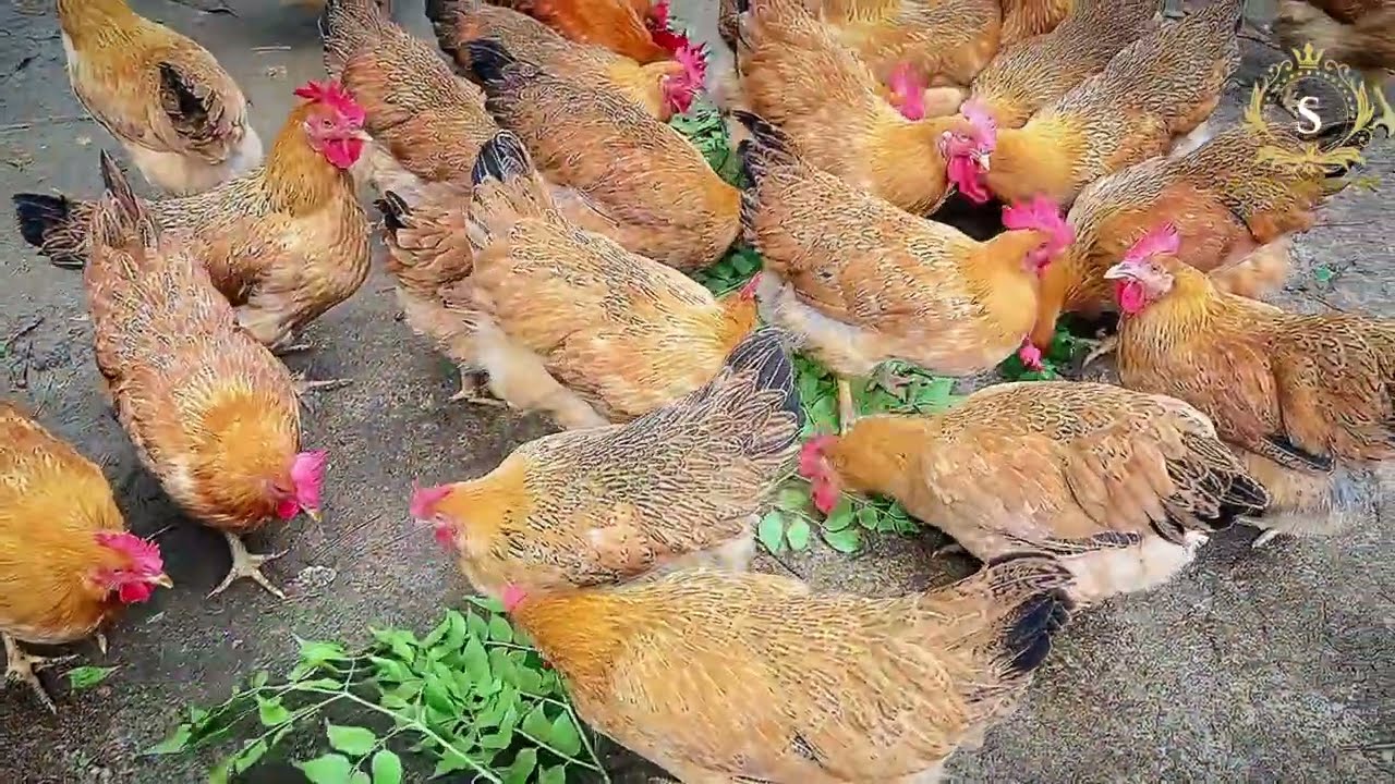 Small business Desi poultry farm! 3000 chickens per manth income 90000!😮😲😯