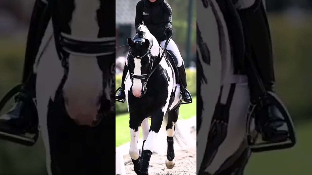 Paints doing dressage 🤩 🖤🤍 #horses #painthorse #dressage #beautiful #sport