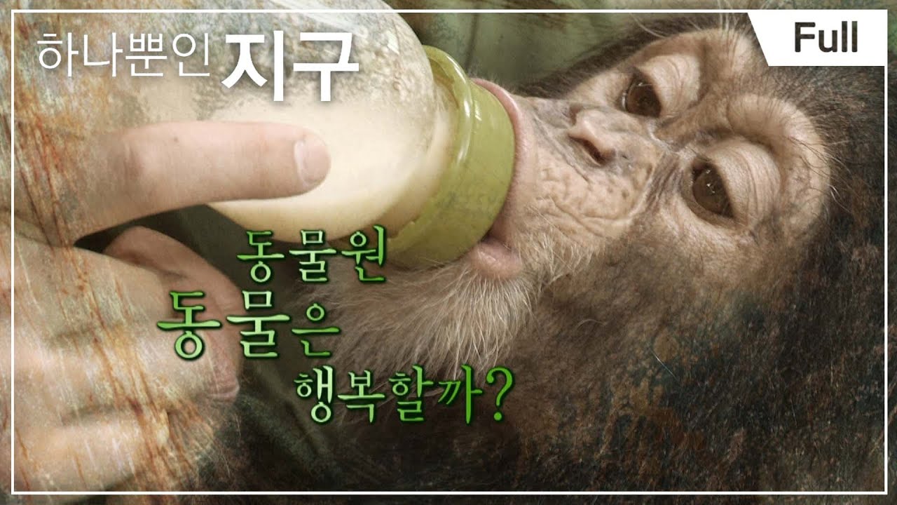 [Full] 하나뿐인 지구 - 동물원 동물은 행복할까 20130705