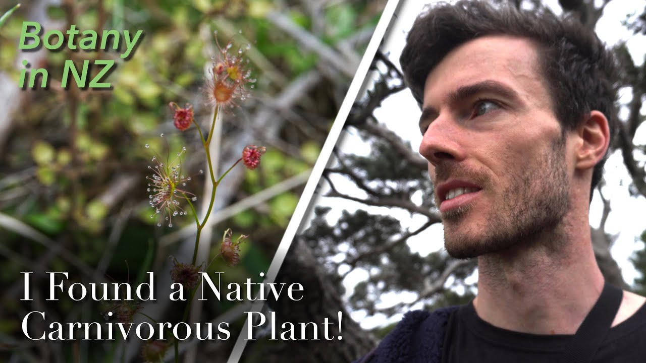 Plants of Tutukaka Reserve, Whangārei, New Zealand