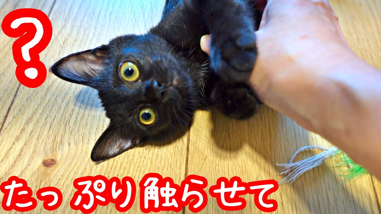 【保護猫】先住猫と新入り猫とわんこの仲良し計画！その１匂い交換