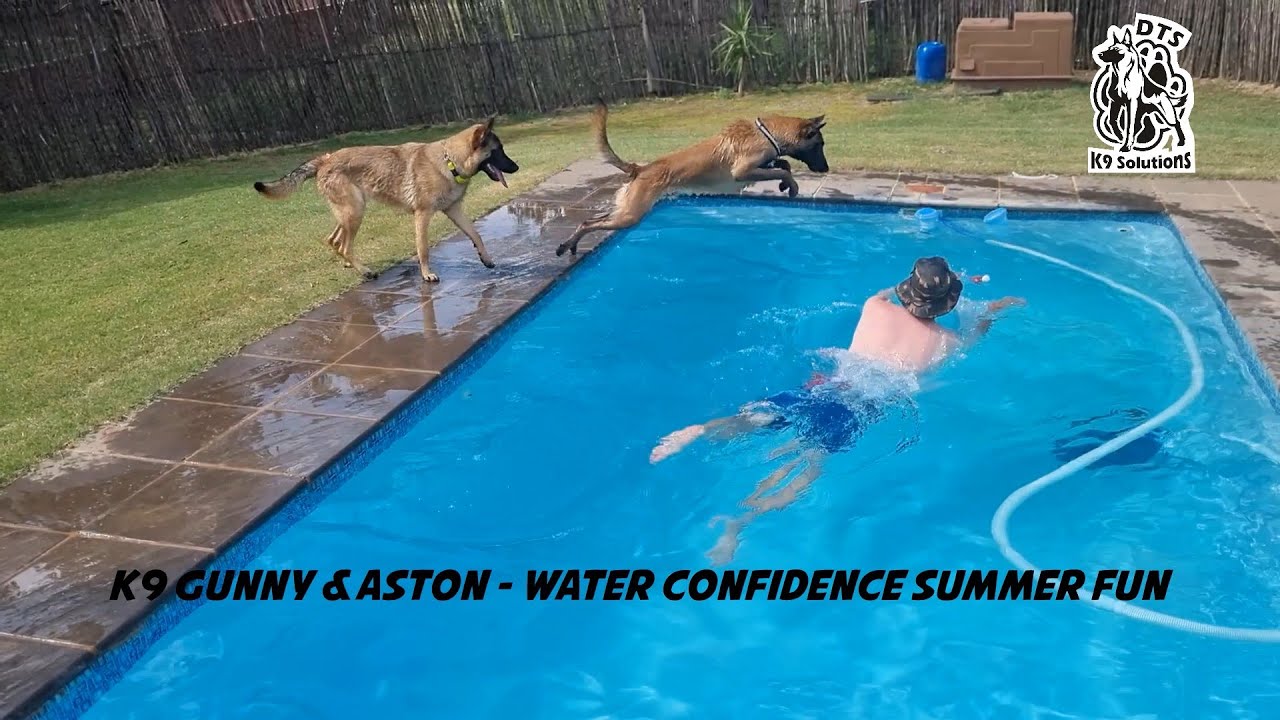Belgian Malinois - K9 Gunny & Aston Summer fun swim confidence training