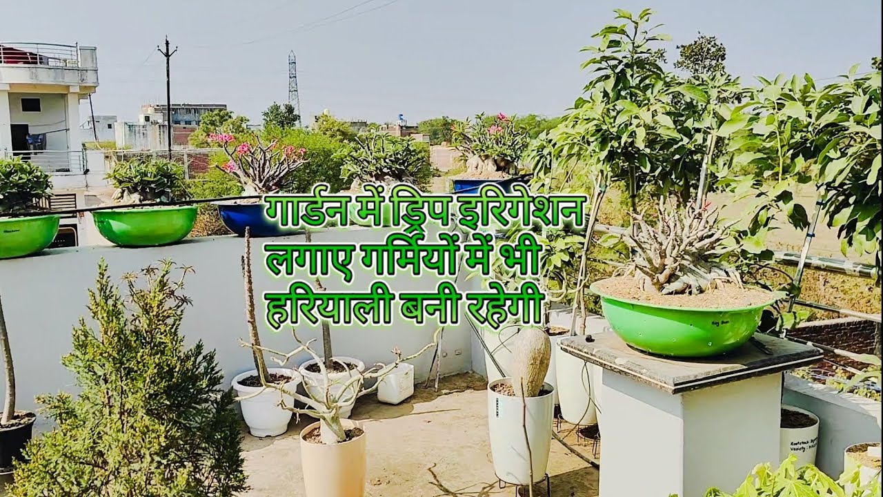 टैरेस गार्डन में ड्रिप इरीगेशन सिस्टम लगाना सबसे आसान |drip irrigation system installation in garden
