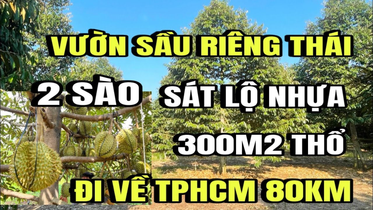 Chị lan bán gấp, Vườn sầu riêng Thái, sát lộ nhựa, thổ cư 300m2, Huyện cẩm Mỹ cũ, Đồng Nai