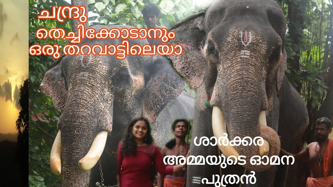 പ്രേം നസിർ നൽകിയ ആനയ്ക്ക് ശേഷം ശാർക്കര എത്തിയത് ആണ് ഇവൻ #sharakkarara #karikulam #keralaelephant