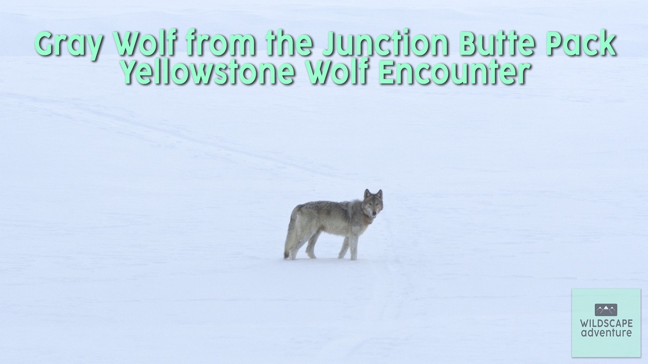 Lone Gray Wolf from the Junction Butte Pack | Yellowstone Wolf Encounter