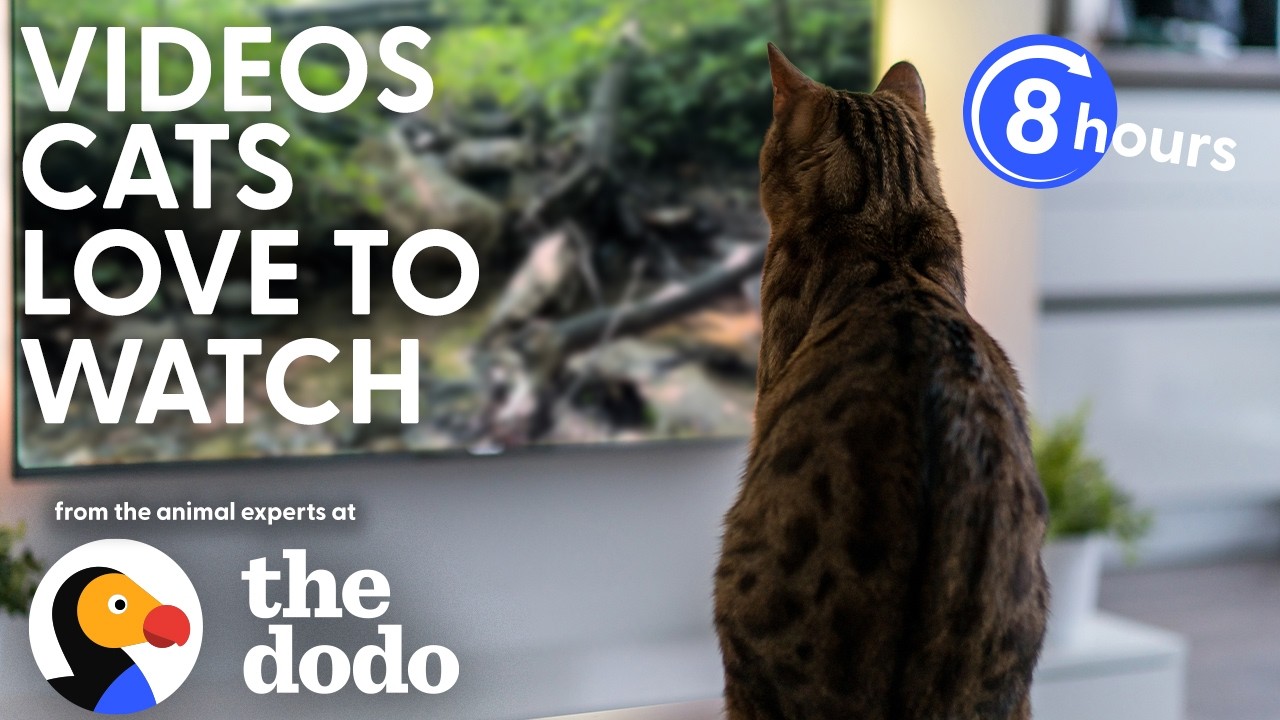 LIVE Dodo Cat TV 🐱 8+ Hours of Ambient Nature Views for Relaxed Indoor Cats