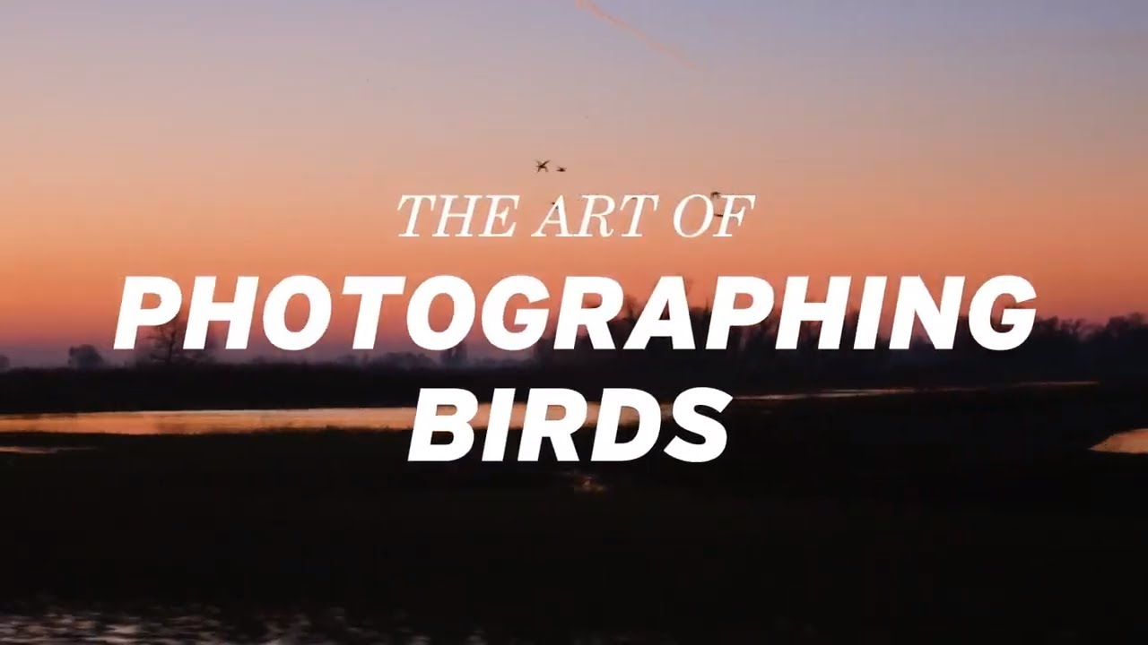 The Art Of Photographing Birds with Frans Lanting (Official Trailer) | CreativeLive