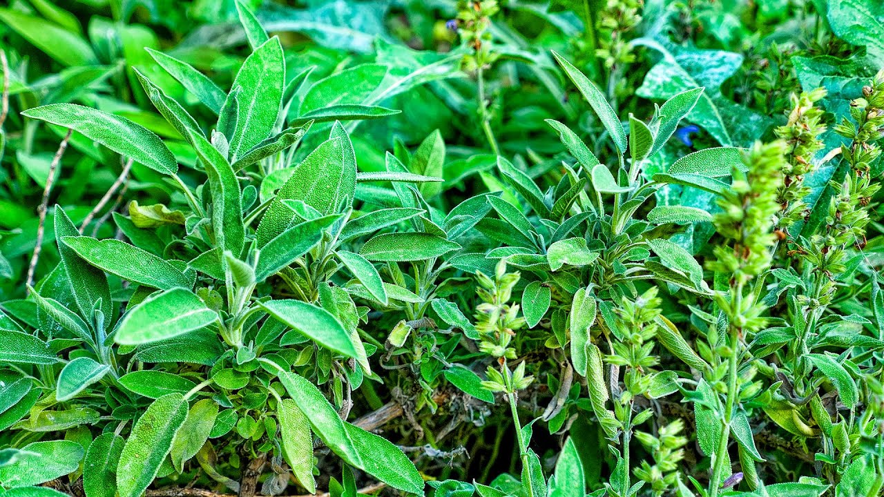 Φασκόμηλο:Το βότανο της αθανασίας | Sage: The herb of immortality