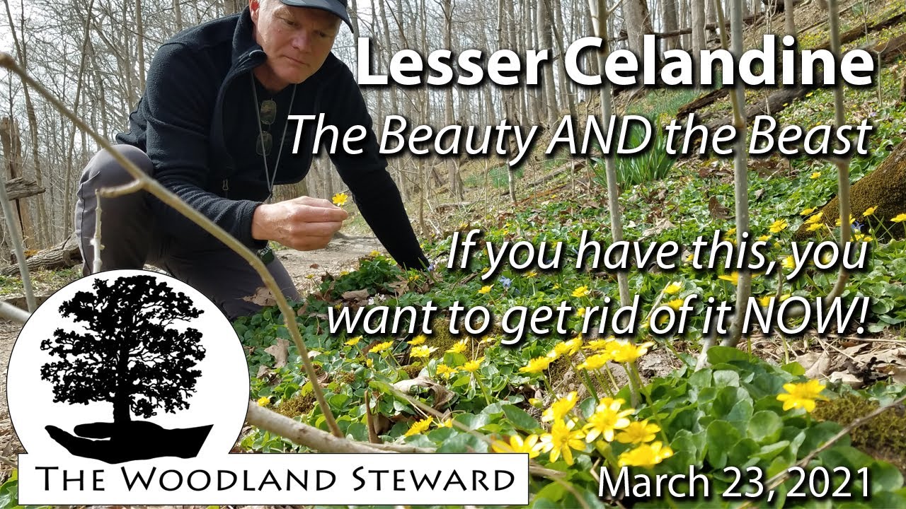 Lesser Celandine; The Beauty AND the Beast - March 23, 2021