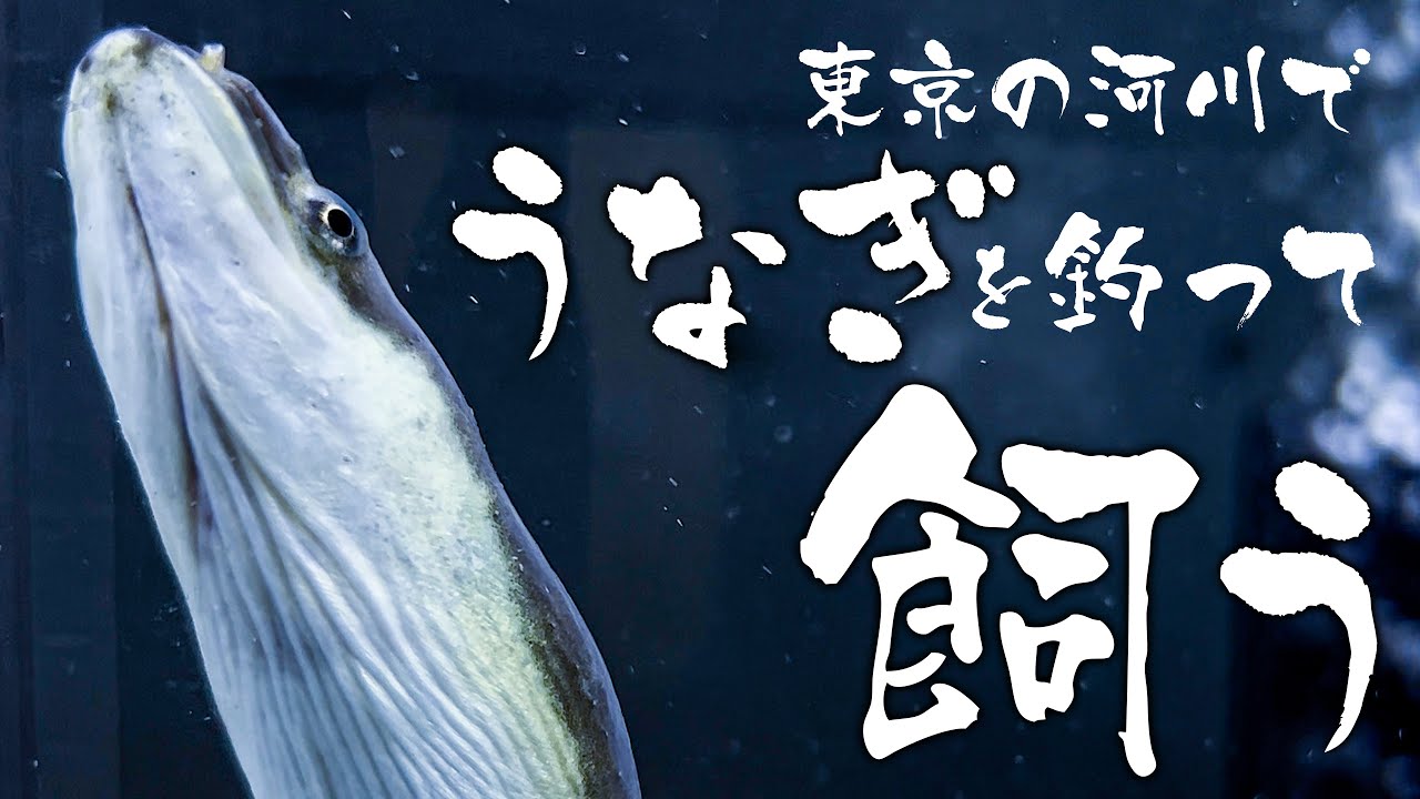 【セイゴ爆釣】11月のオフシーズンに「うなぎ」を釣って飼う【東京の河川】
