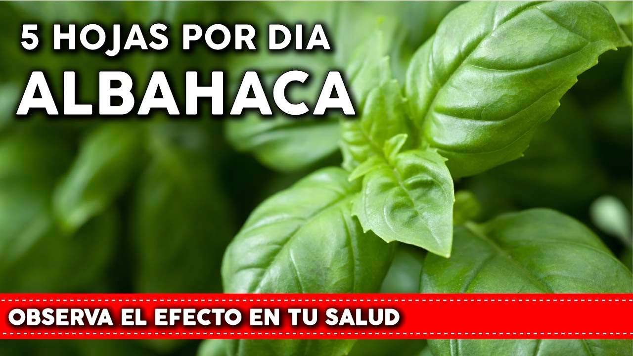 ALBAHACA: Beneficios de comerla TODOS LOS DIAS. Impactantes propiedades medicinales