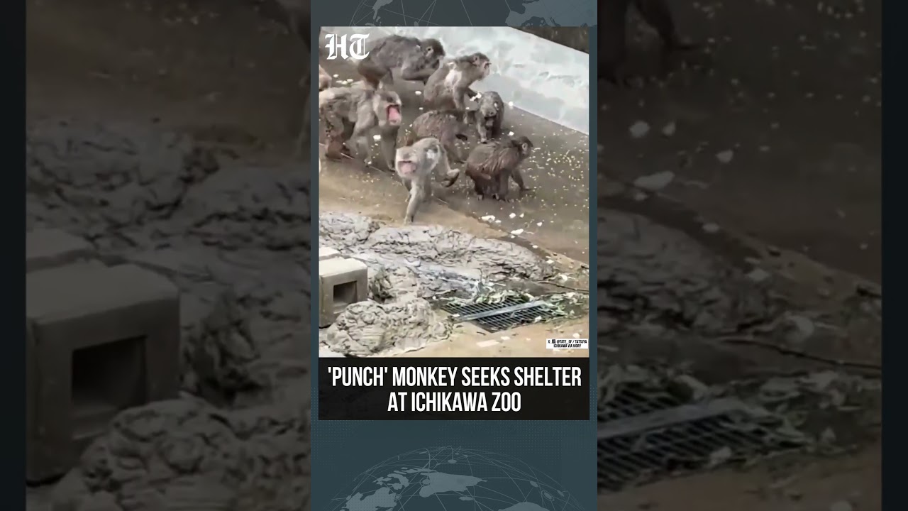 Viral Monkey Punch Takes Shelter At Ichikawa Zoo, Delights Visitors | #shorts