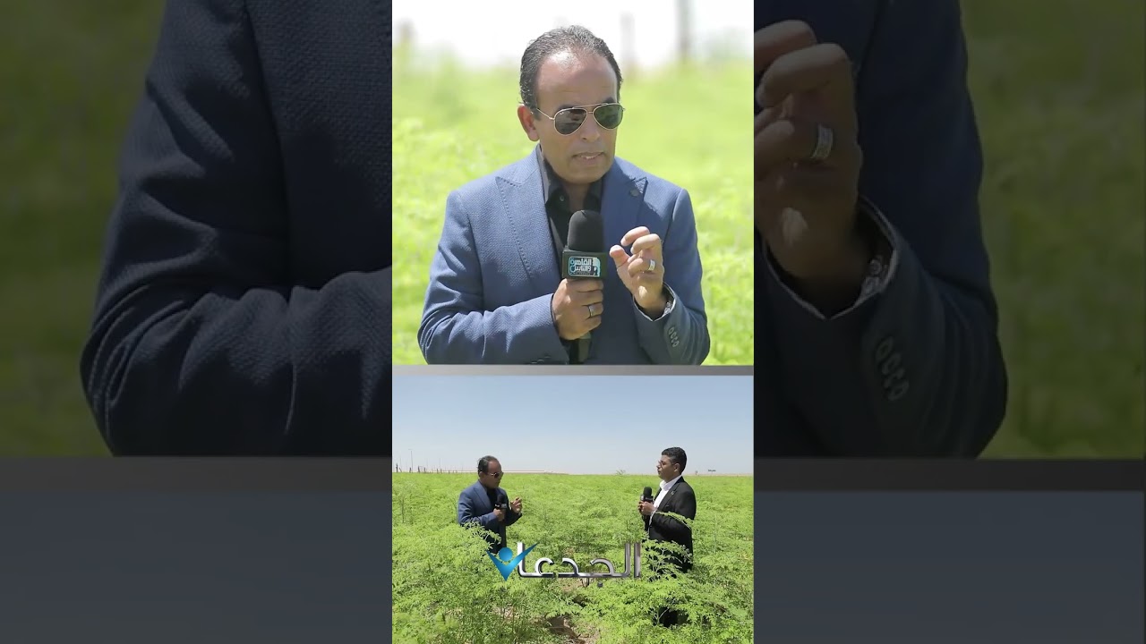 أكبر مزارع مورينجا في مصر .. والتصدير لأوروبا بدعم 