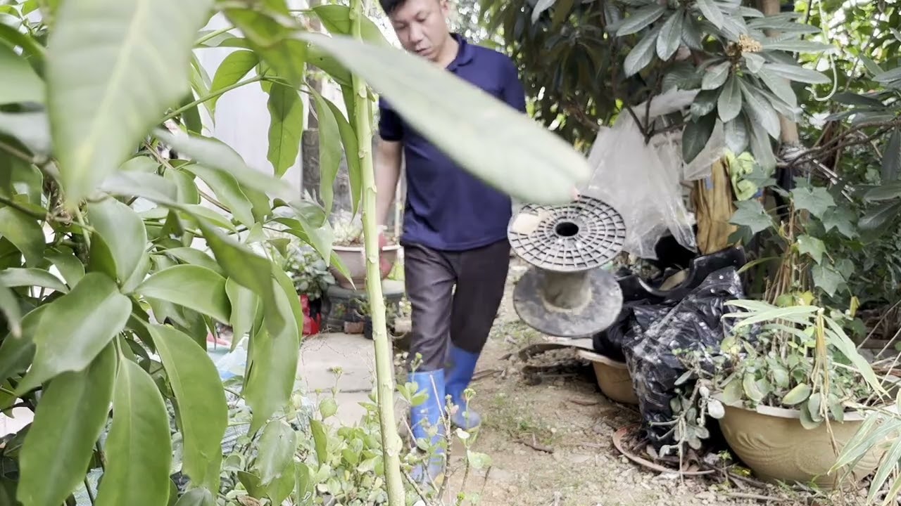 “A farming couple trimming old cabbage and kohlrabi leaves while caring for their vegetable garden.”
