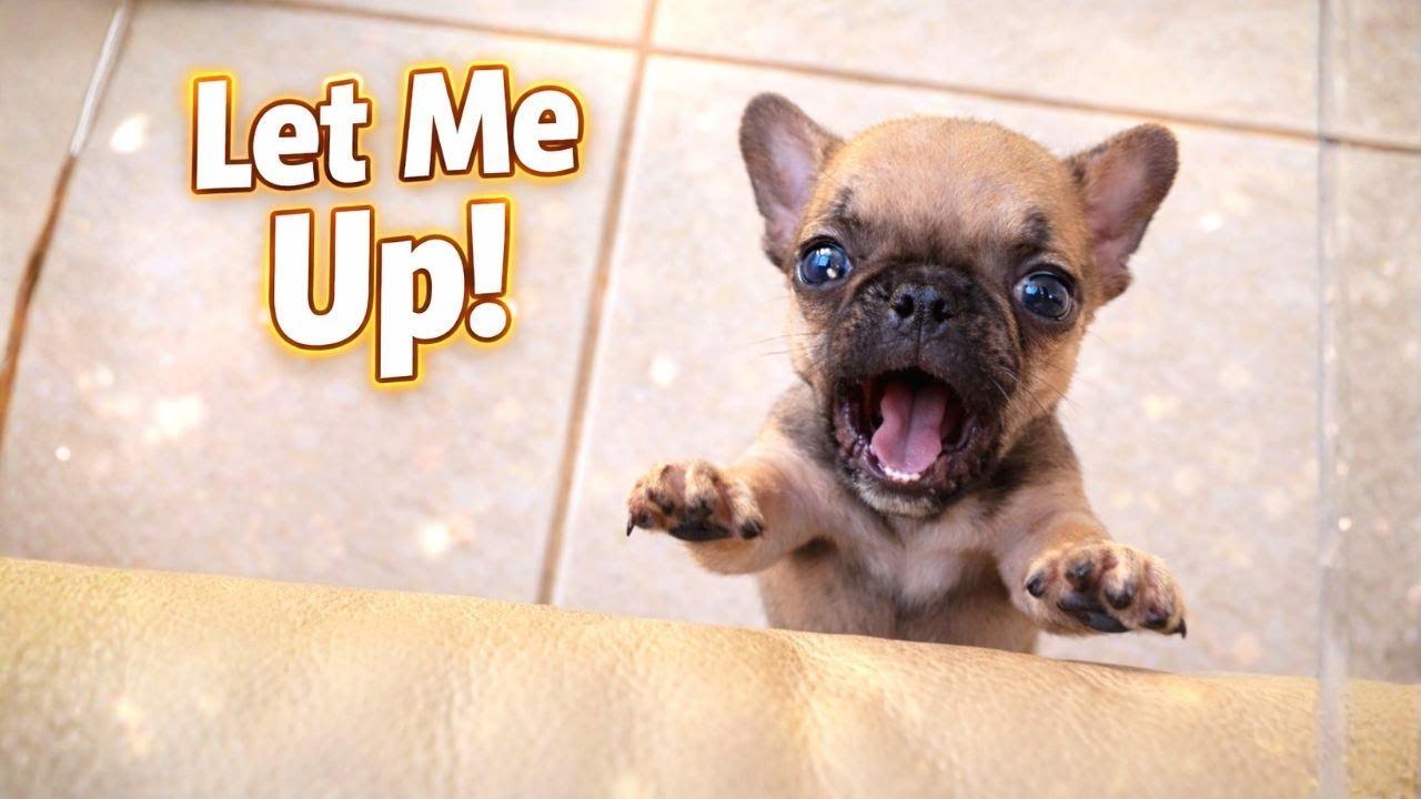 Tiny puppy believed he could fly… but the couch was still too tall for his tiny paws 😭💔