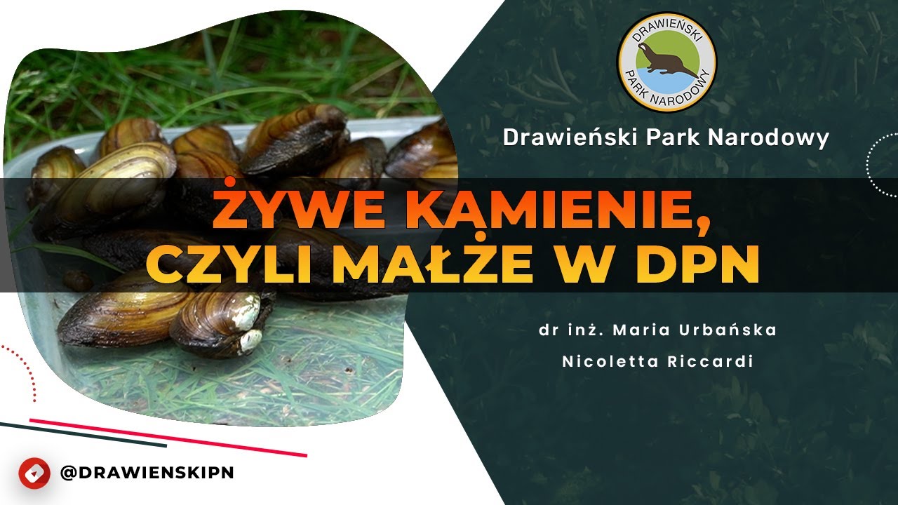Podcast #66 - Żywe kamienie, czyli małże w DPN
