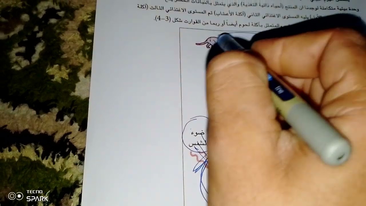 شرح مفصل لل أهرام  البيئي وتسلسل الحياه في دقيقتين فقط