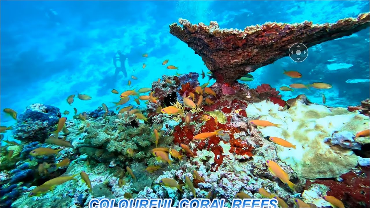 COLOURFUL CORAL REEFS OF THE MALDIVES 2024