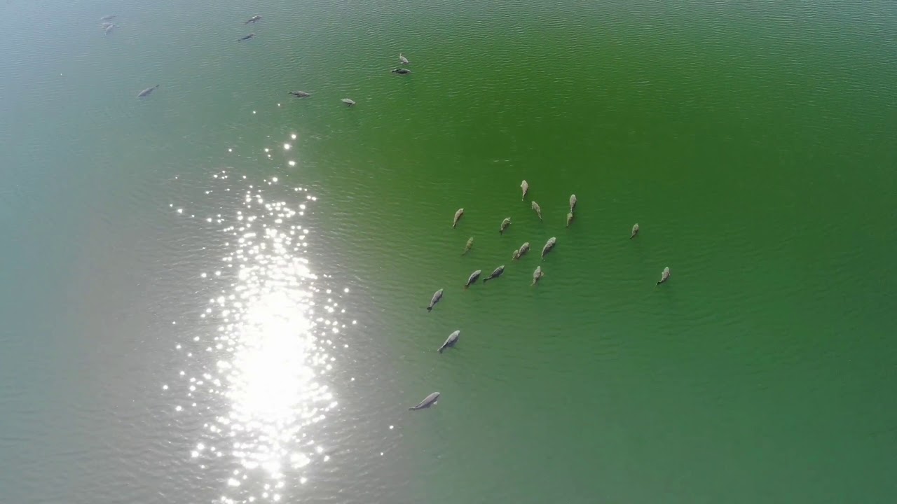 #4 Karper spotten met de Drone! (SUPER VIDEO)