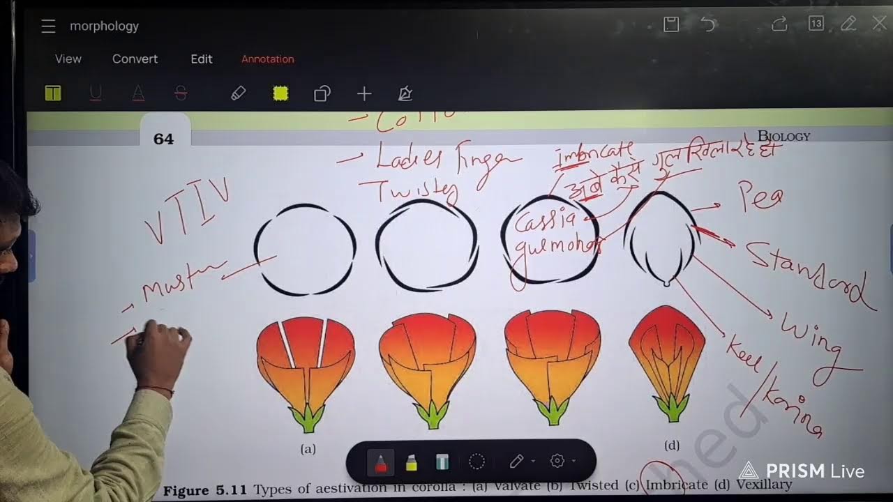 Morphology of Flowering Plants 
