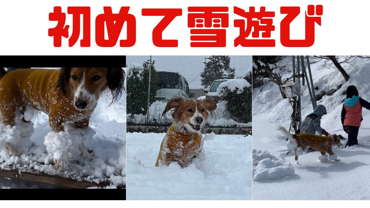 愛犬と初めて雪遊び　愛犬キキに異変が？？