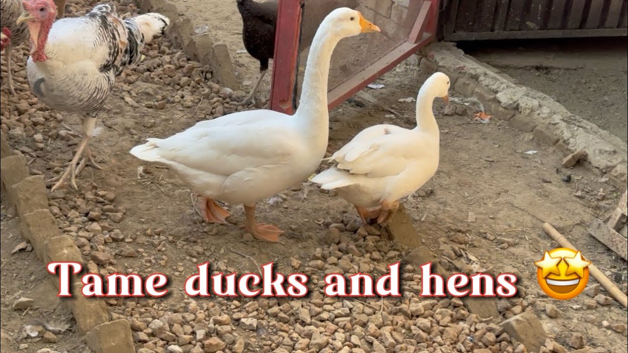 Ducks bhi tame ho gaye hain abb 🤩 ab to subscribe kr do yar 