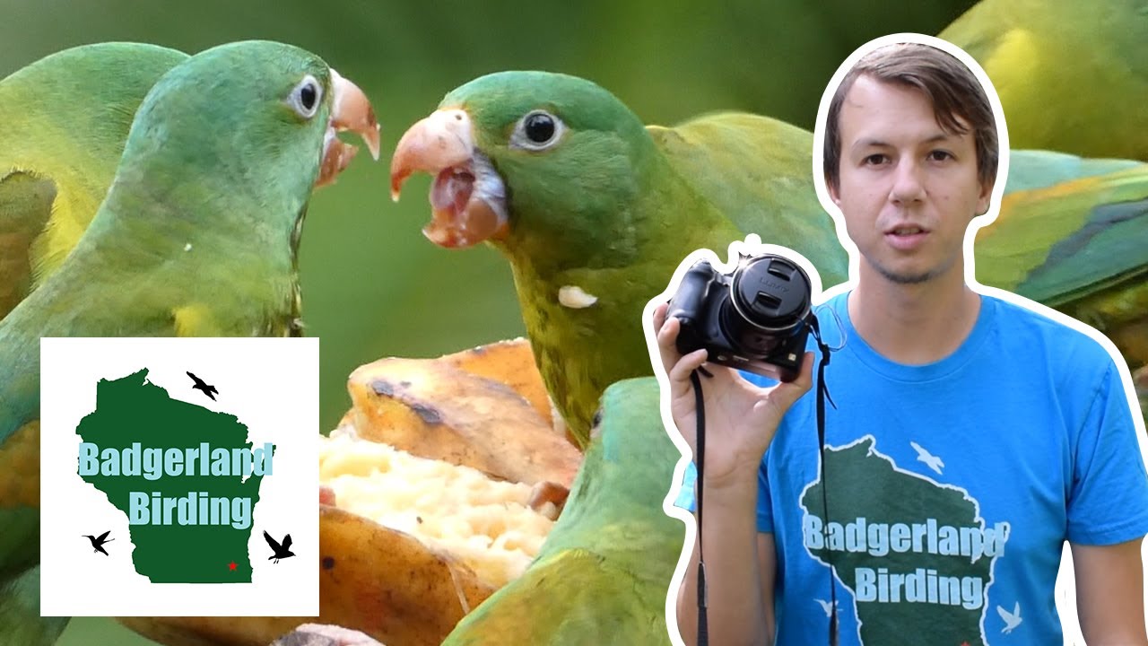 Most Versatile Birding Camera? (Panasonic Lumix FZ80 Review)