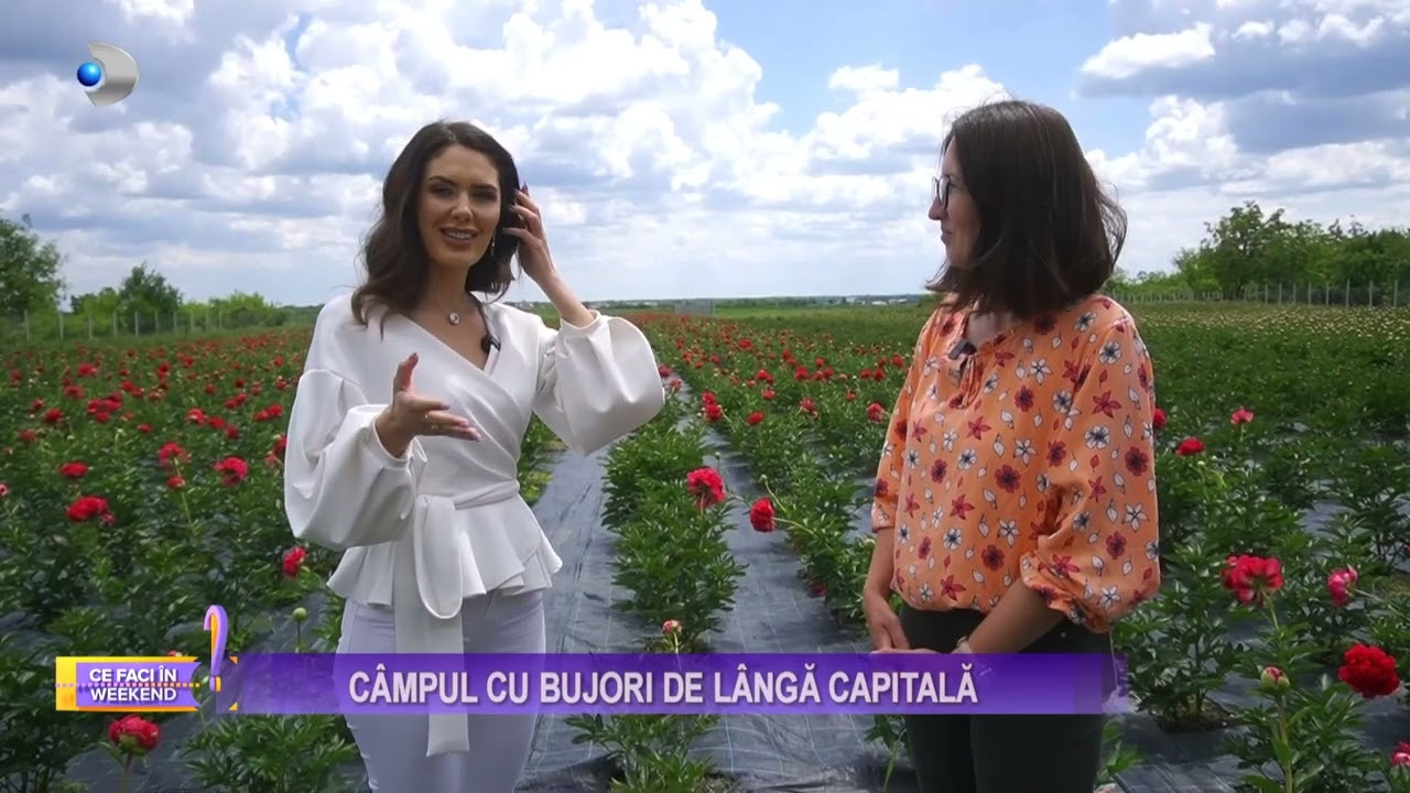 Ce faci in weekend? - Campul cu bujori de langa capitala! | Stirile Kanal D