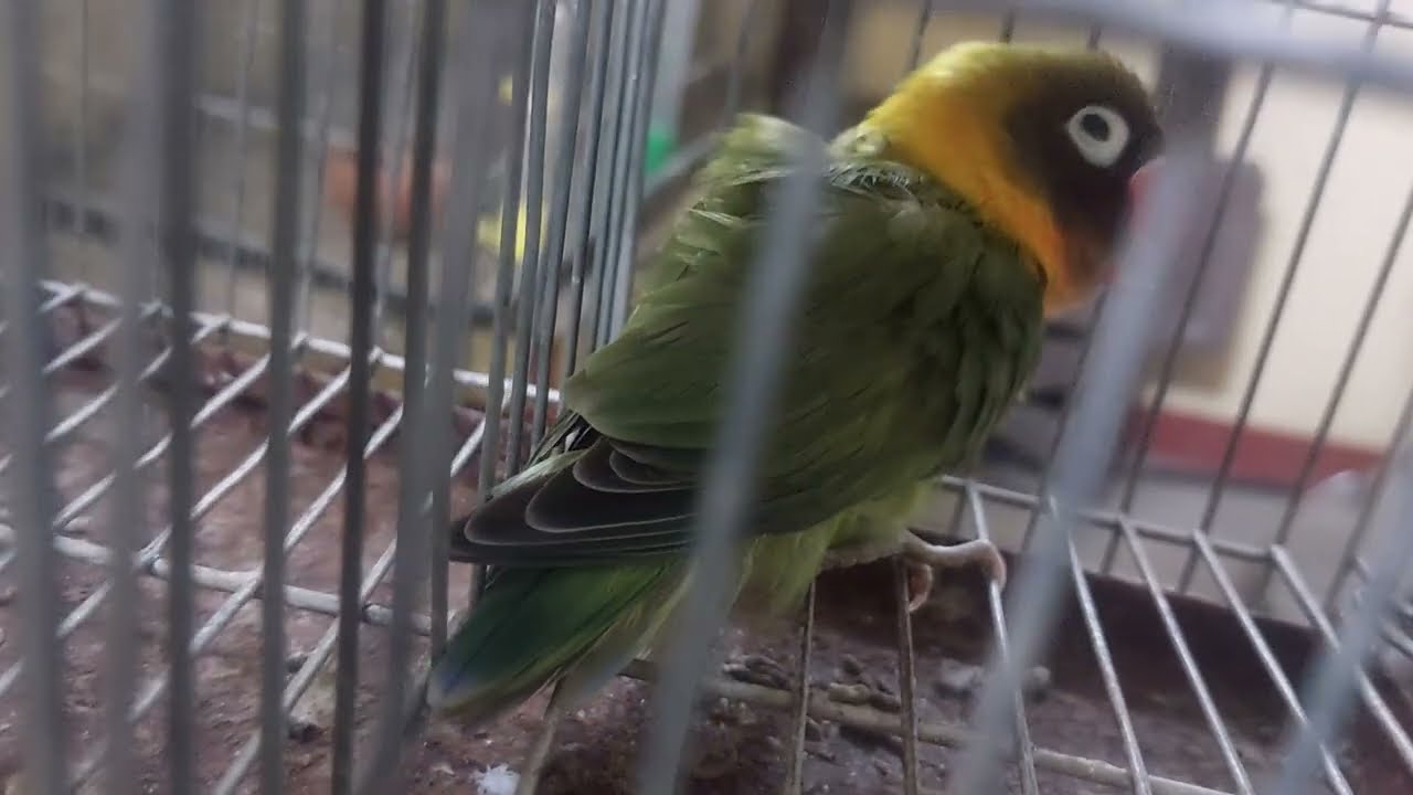 Lovebirds Feathers Falling: REASON 🤔
