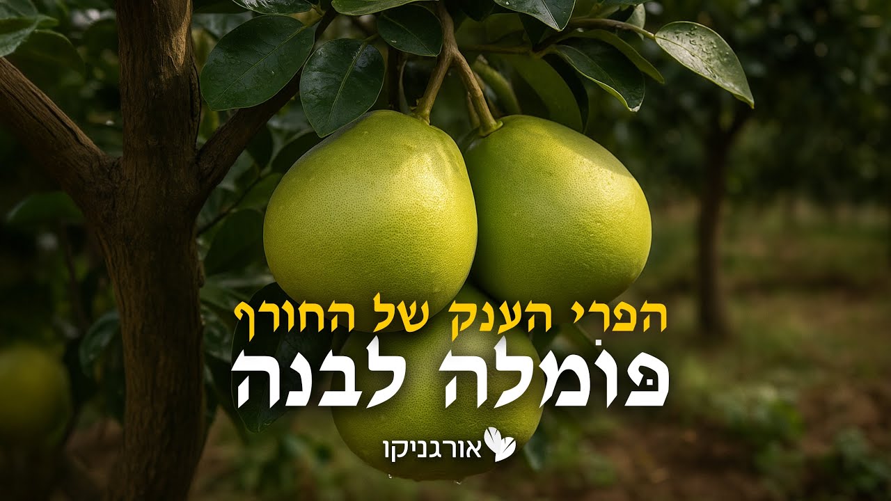 פומלה לבנה - הפרי הענק של החורף 🍈🍊